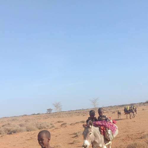 Children on a donkey