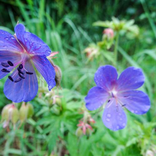 Photo #6675610