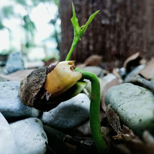 Cotton Fruit (Seedling)