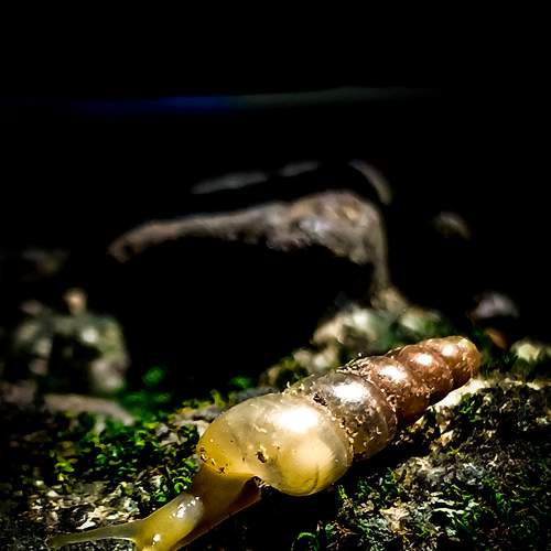Decollate Snail