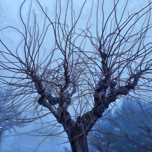 Arbre a la boira