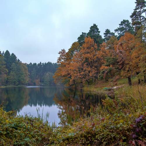 Forest lake