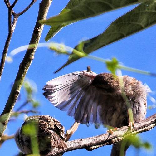 Sparrows early morning warmup.