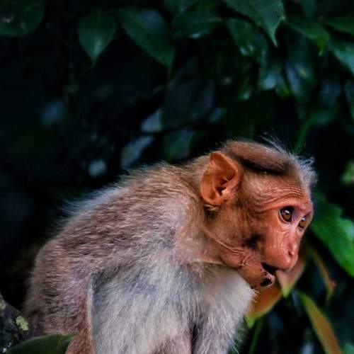 Macaque