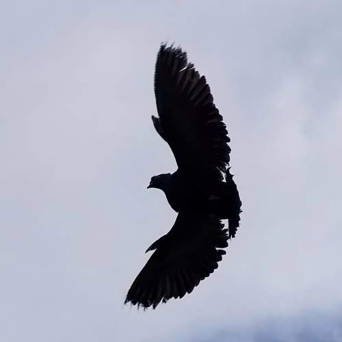 Dove