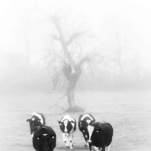 Photo #6685524