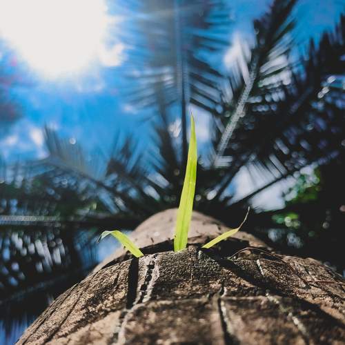 Macro