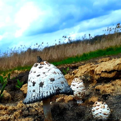 Photo #6690037