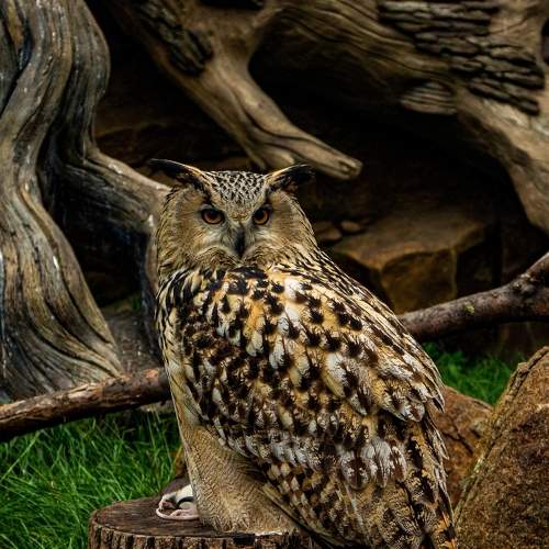 Photo #6690434