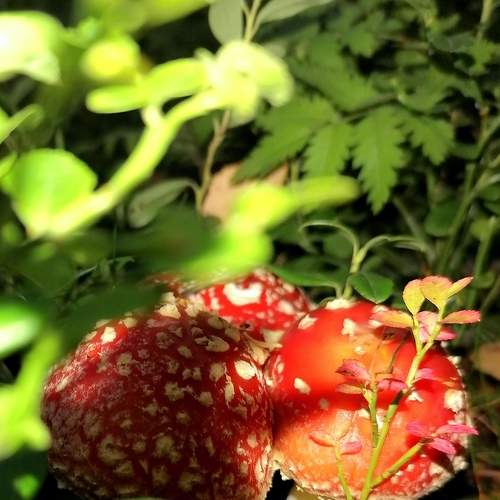 Photo #6692660