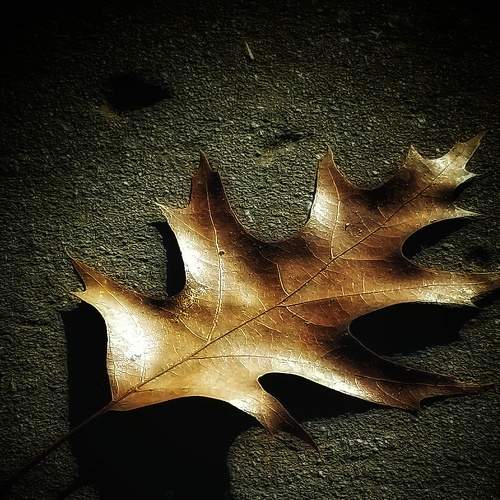 The last leaf