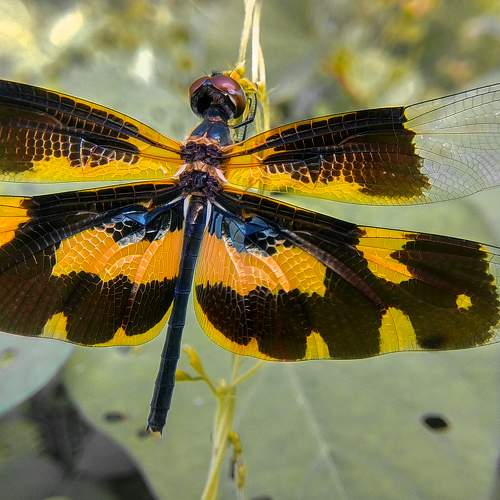 Common picture wing dragonfly