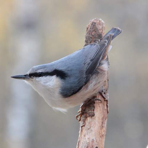 Photo #6696654