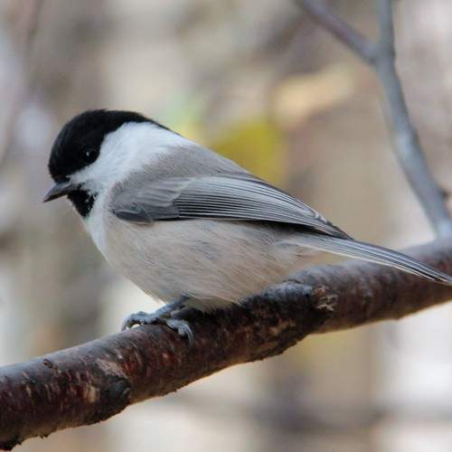 Photo #6696685