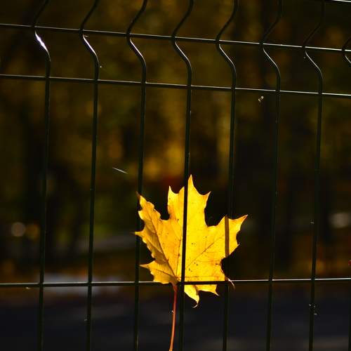 Photo #6698249