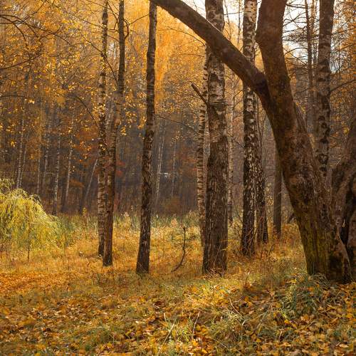 Photo #6698560