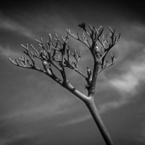Kalanchoe Flower Stems