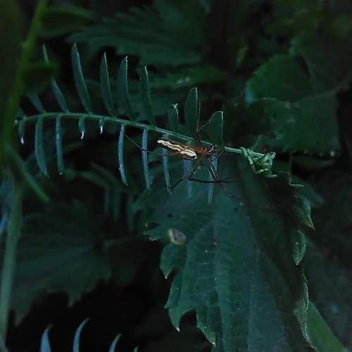 Photo #6703805