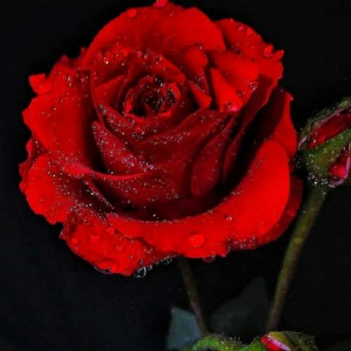 Photo #6712002