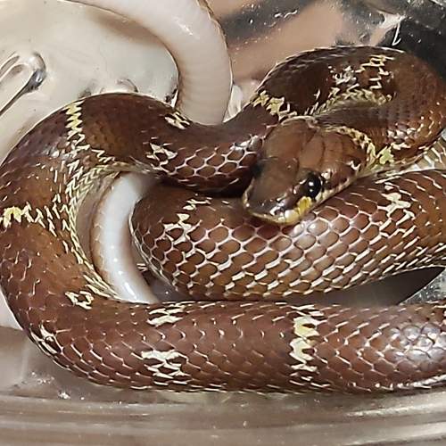 Littel snake