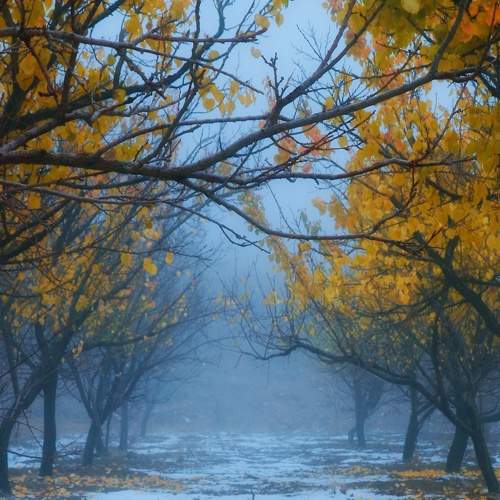 autumn and fog