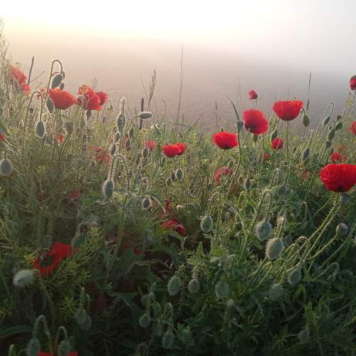 Photo #6716810