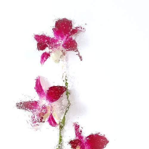 painted orchid