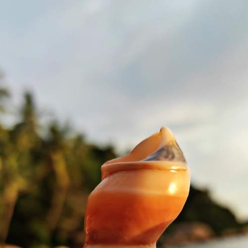 The tower of the shell