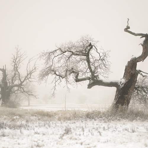 Strange oaks