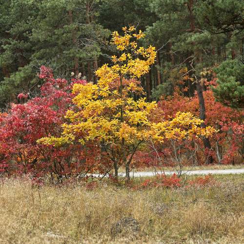 Осенний "мольберт".