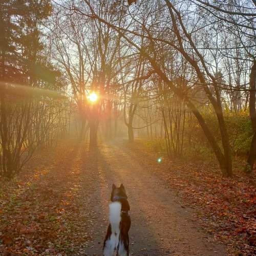 Golden Autumn