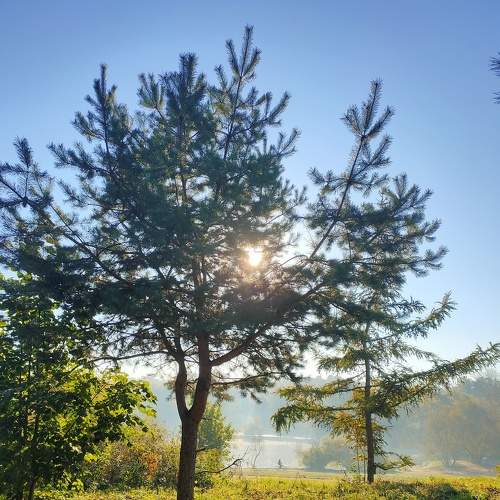 Autumn morning