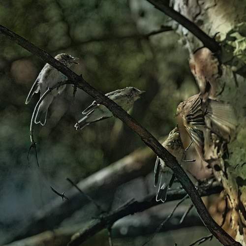 Photo #6724127