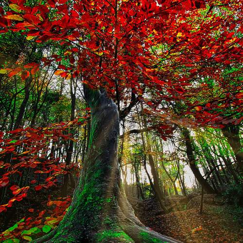 Autumn