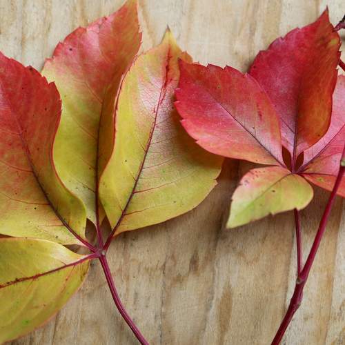 Colorful Leaves With Berries
