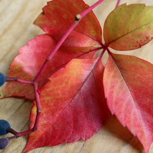 Red Leaves With Berries