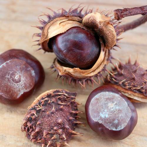 Chestnuts With Shells