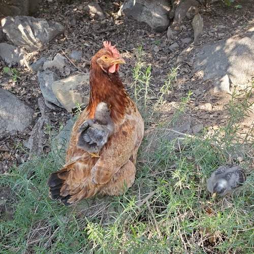 Photo #6731134
