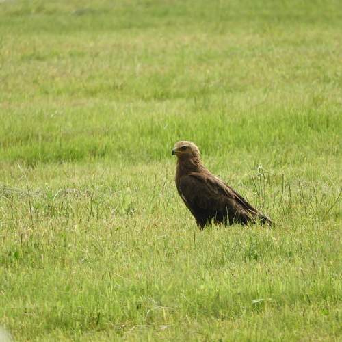 Photo #6732092