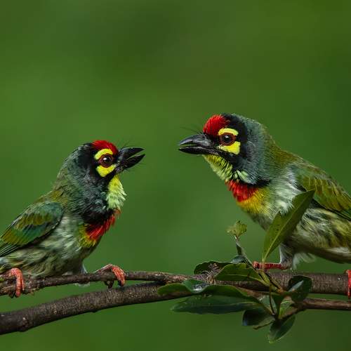Coppersmith Barbet