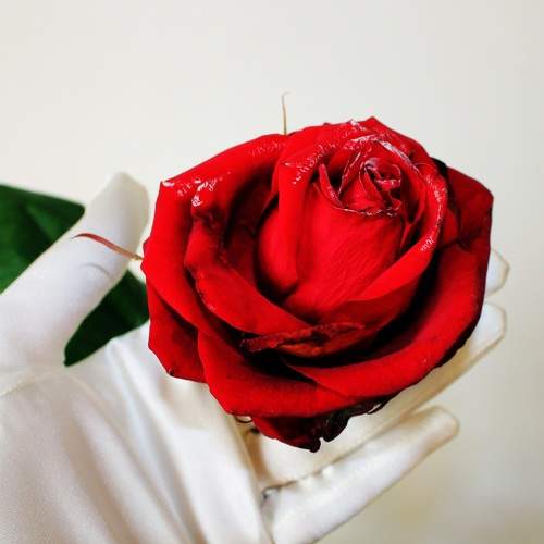 Photo #6732741