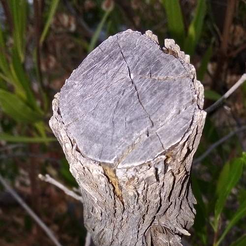 Photo #6733315