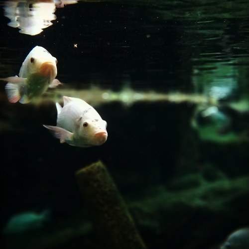 Photo #6736454