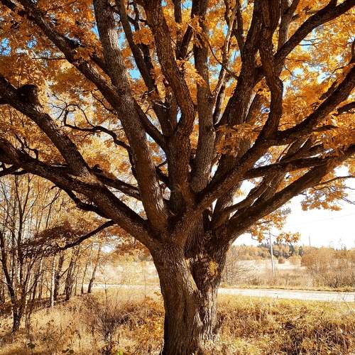 The oak