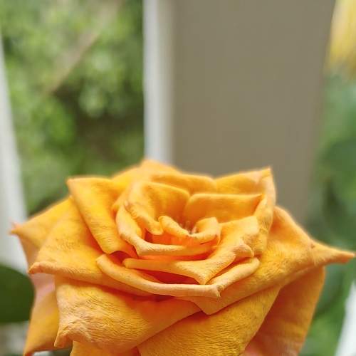 Photo #6747975