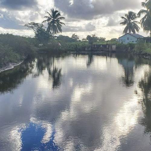 Cane sugar dam.