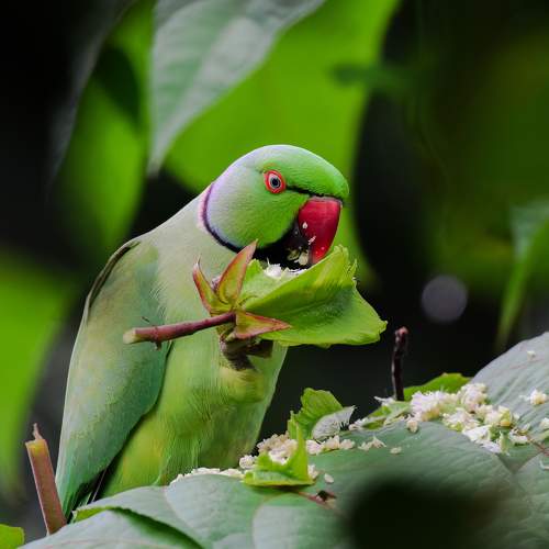 what are you looking at? Did you eat like me? Ah what a taste !! Ray will not share the taste.