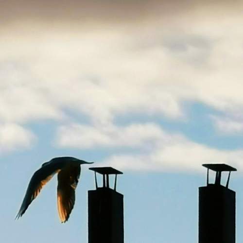 I'm flying away