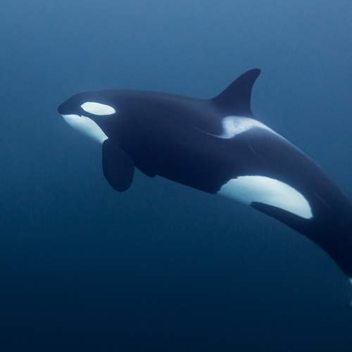 Norwegian Orca