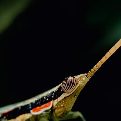 Grasshopper